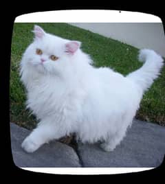 Beautiful Persian cat 03194608066