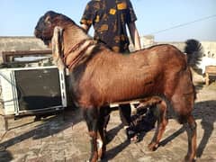 breeder/bakra/goat/ bakri