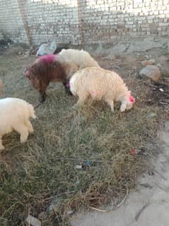 Watni Dumba and goat farm call or whatsapp on 03179739554