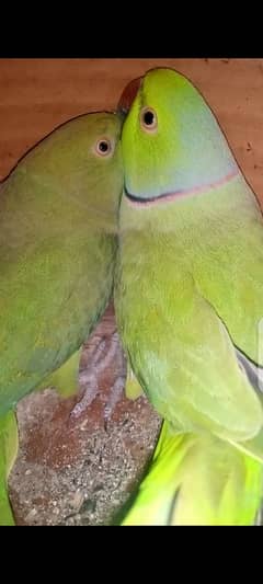 ringneck breeder pair