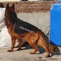 German Shepherd Long Hair Pedigree Male