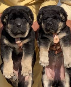 Bakarwal puppies pair age 2 months for sale