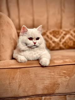 White persian triple coat female