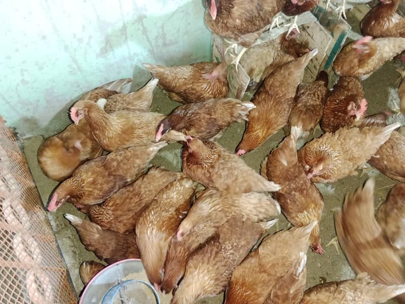 lohamnn |Hens laying hens|Lohman brown| brown murghi 0312 8892951 4