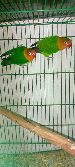 Love Birds Parrot