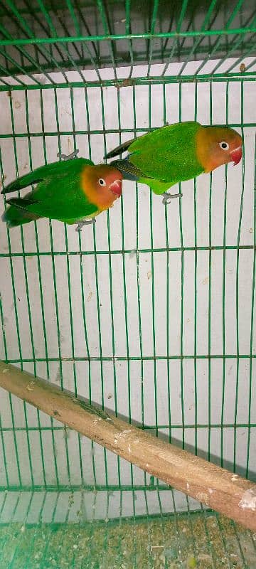 Love Birds Parrot 0