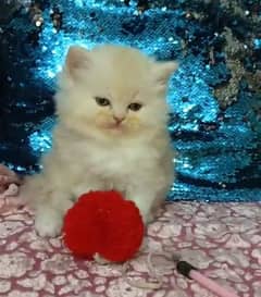 persian kittens female triple coated /punch face available for sale