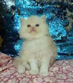 persian kittens female triple coated /punch face available for sale