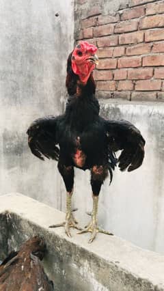 thai trad import pair only egg available