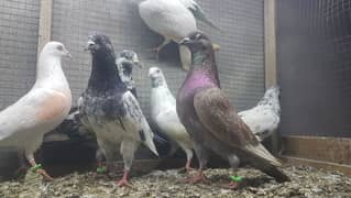 Goldan taddi surkhay pigeons for sale.