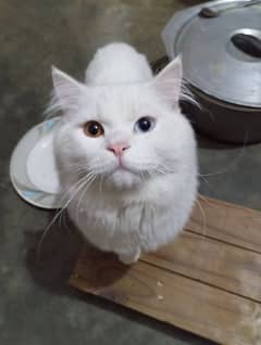 Persian male cat