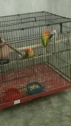 2 pair lovebirds for sale