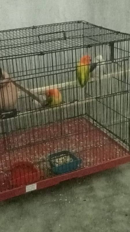 2 pair lovebirds for sale 0