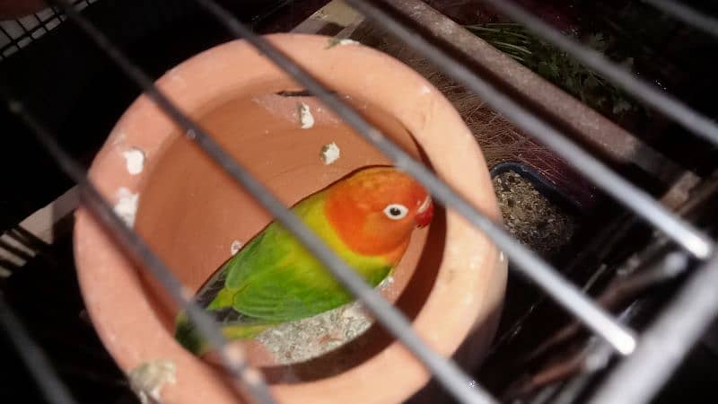 2 pair lovebirds for sale 1