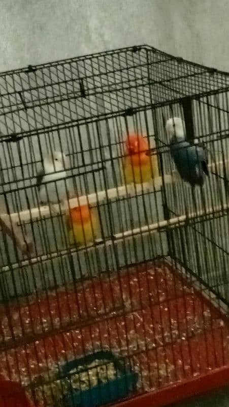 2 pair lovebirds for sale 2