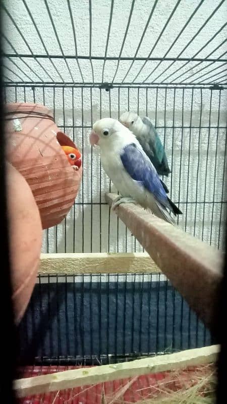 2 pair lovebirds for sale 3