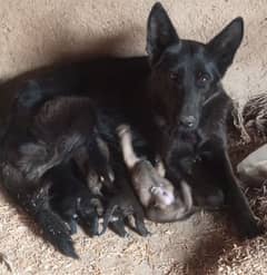 black  and sable gsds