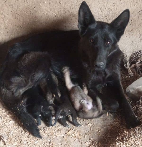 black  and sable gsds 0