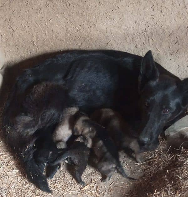 black  and sable gsds 1