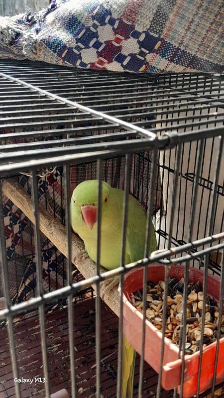 bolane wala parrot aur bahut achcha parrot green naca 2