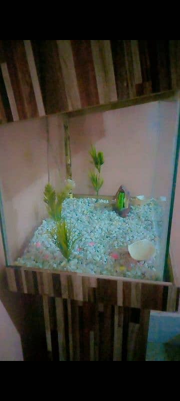 Fish Aquarium 3