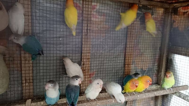 Lovebirds breeder pairs available 2