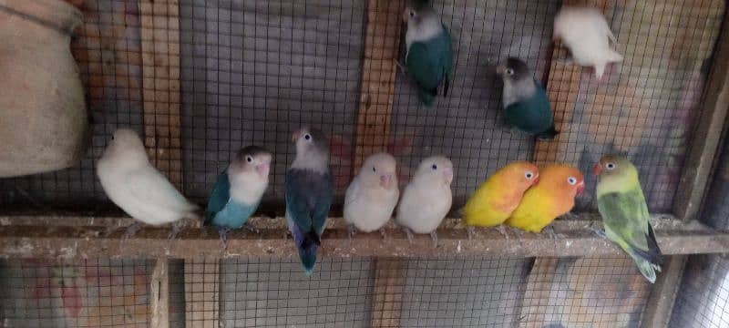 Lovebirds breeder pairs available 3