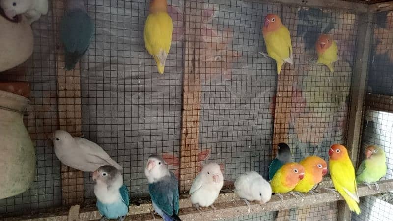 Lovebirds breeder pairs available 4