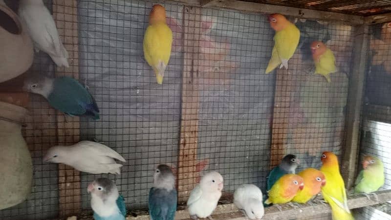 Lovebirds breeder pairs available 5