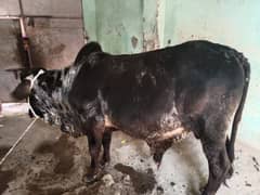 Healthy & Active Bull for sale