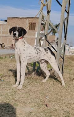 Pointer / Pointer Dog / Pointer Male