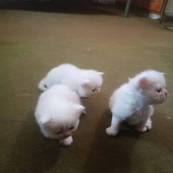 five kitten 0