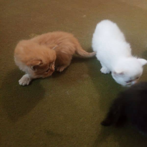 five kitten 2