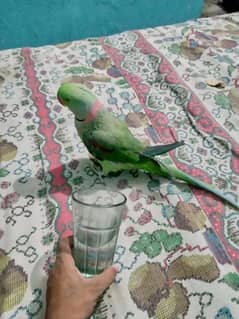 kashmiri raw parrot male for sale Call My WhatsApp 03248790419