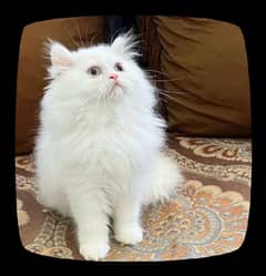 Beautiful Persian cat 03194608066