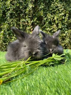 Angora bunnies