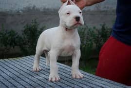 American pitbull male pup