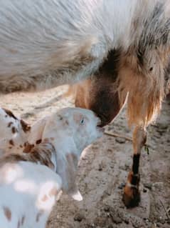 goat kids bakri bakra bachay for sale