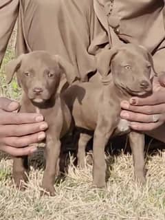 English Pointer puppy  / Pointer Dog / English  Pointer Pair /puppy