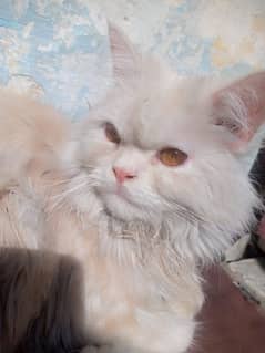 Persian triple code Male Cat