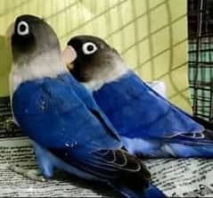 voilet lovebirds