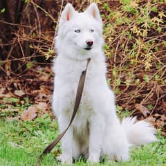 Siberian husky female