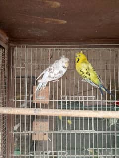 Hogoromo,TCB,Red eyes bajri, Australian, budgie,Hogo