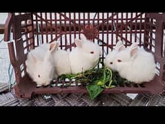 White Fancy Angora Rabbit