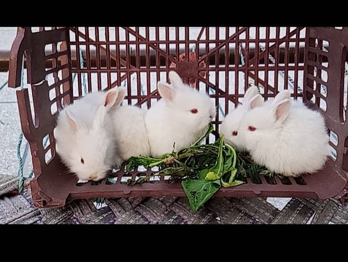 White Fancy Angora Rabbit 0