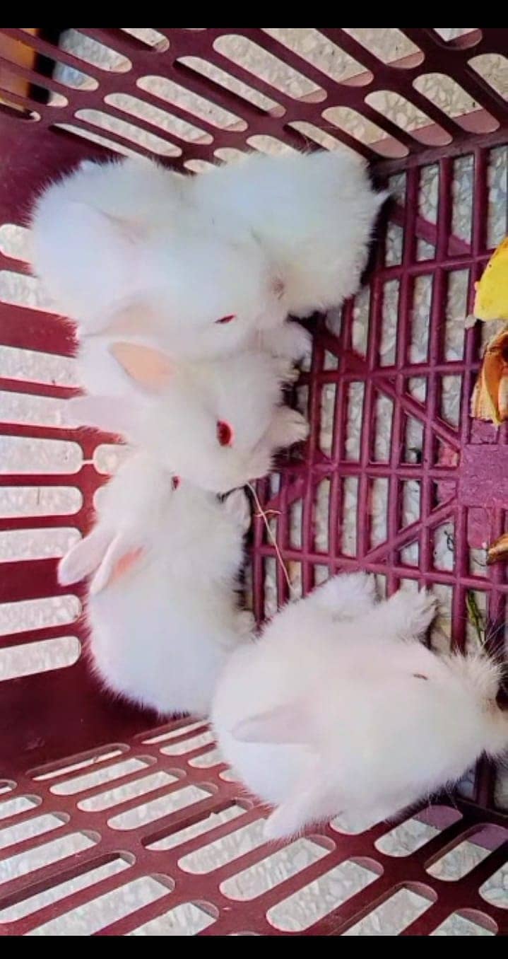 White Fancy Angora Rabbit 1