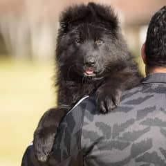 Royal black German shepherd