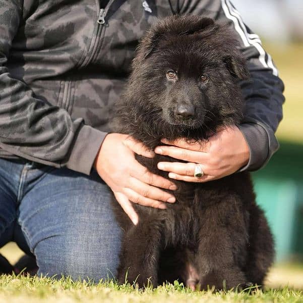 Royal black German shepherd 1