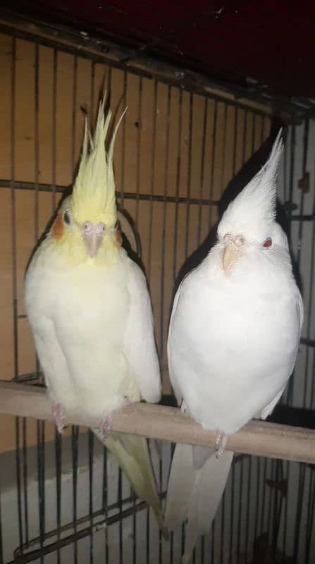 cocktail breeder pair 4