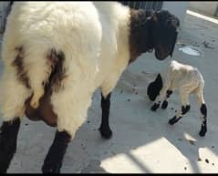 Thar ki sheep with male kid